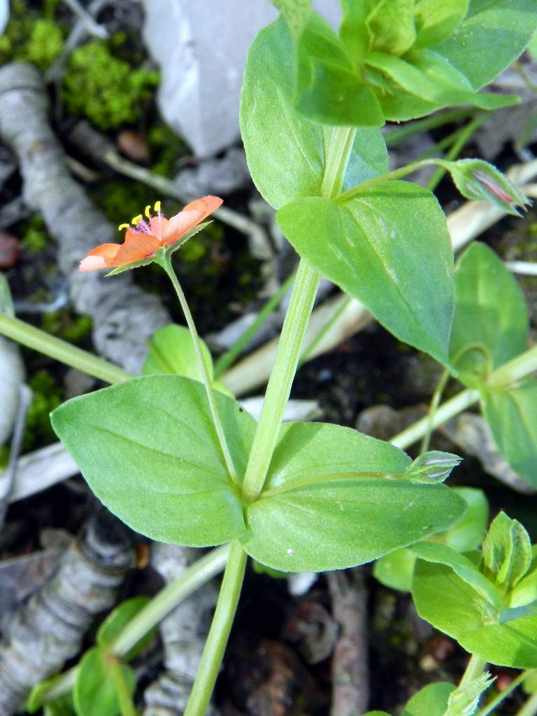 Lysimachia arvensis